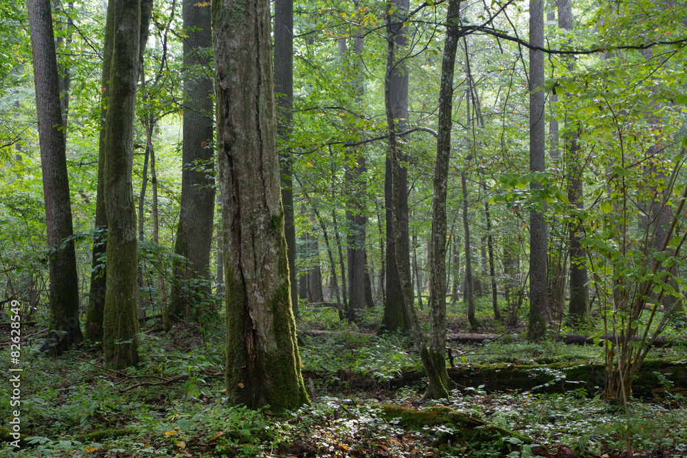 Fototapeta premium Old natural deciduous stand in morning