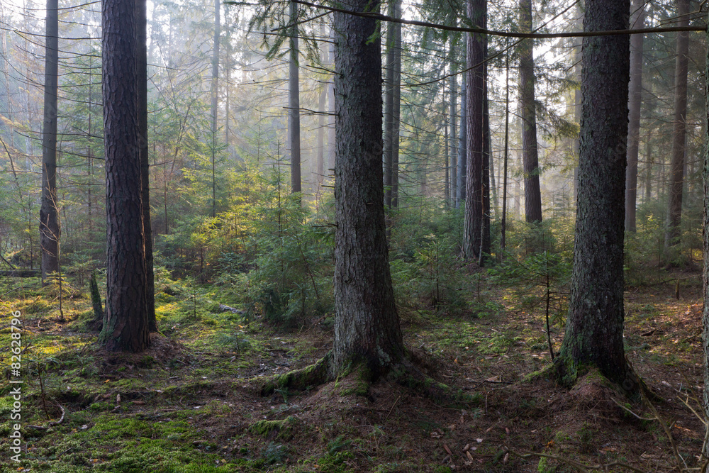Fototapeta premium Sunbeam entering rich coniferous forest