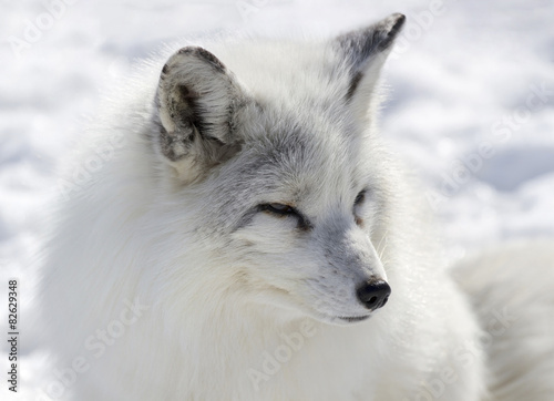 portrait d un renard arctique