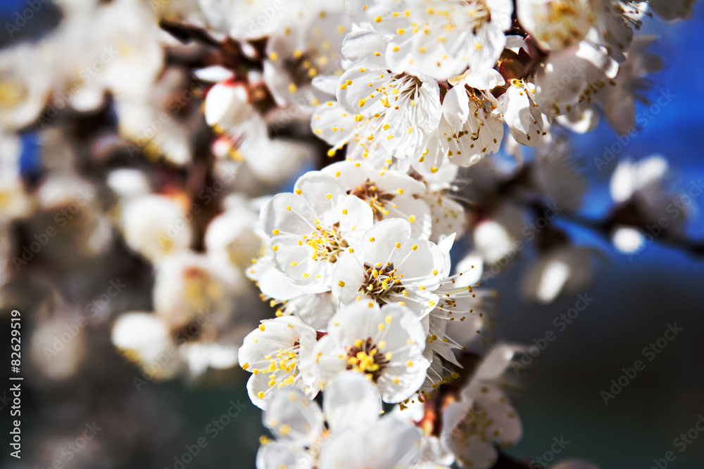 Fototapeta premium apricot blossoms on a branch in the sunshine 