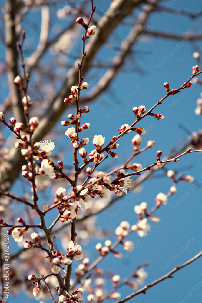 apricot blossoms on a branch in the sunshine apricot blossoms on a branch in the sunshine
