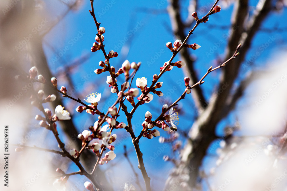 apricot blossoms on a branch in the sunshine apricot blossoms on a branch in the sunshine