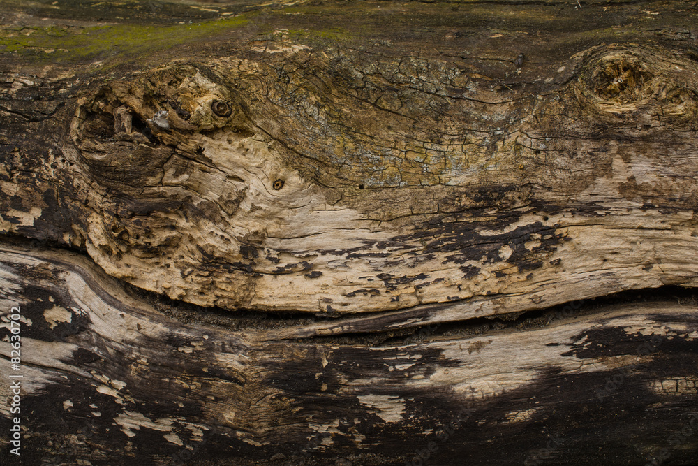 Texture of an old burnt wood
Texture of an old burnt wood