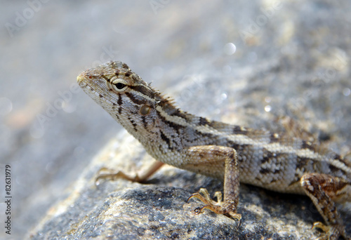 little lizard on the rock in nature detail macro photo