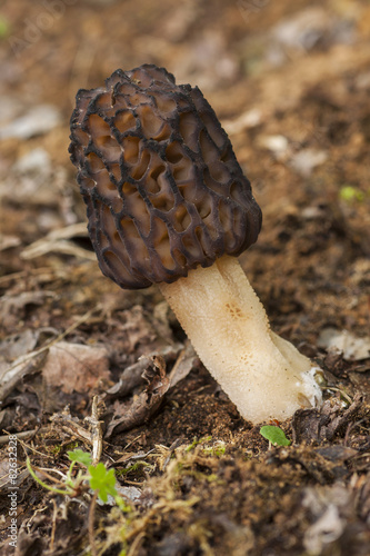 Morchella conica among the leaf litter of the forest