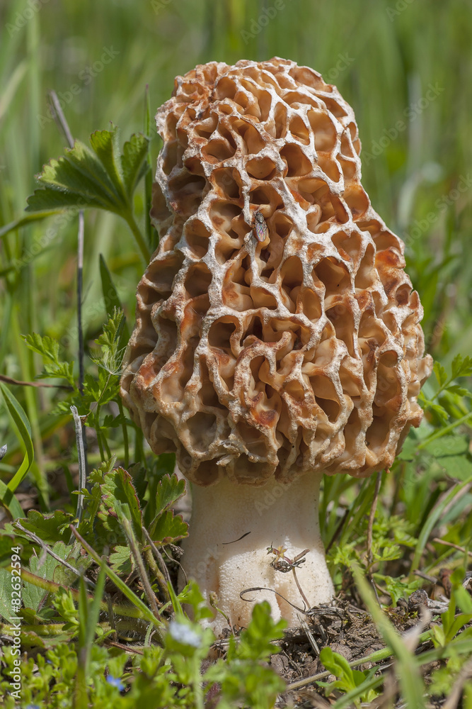 Morchella esculenta between boil it Morchella esculenta between boil it
