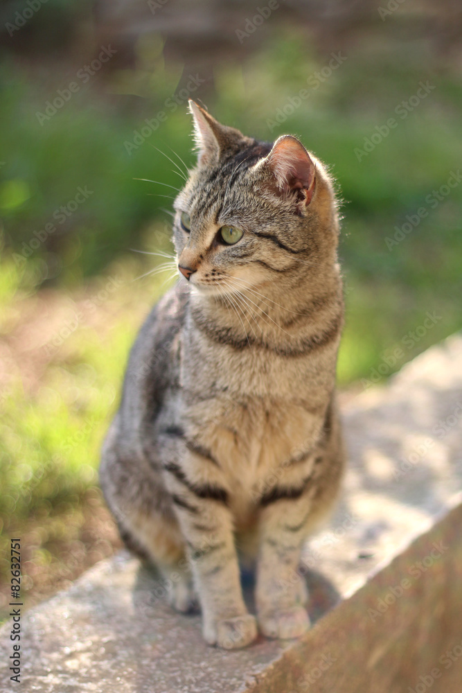 Brown tabby cat sitting in the garden, warm sunset light. 