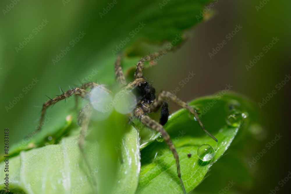 spider pets animals spider pets animals