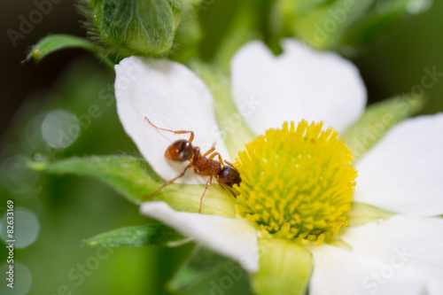ant flowers
