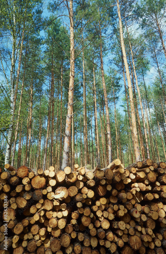 A pile of wood stacked in a pine forest in Poland.