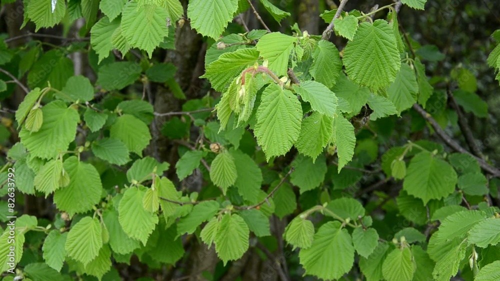 Fruehling Fruehling