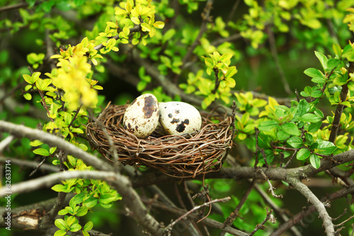 Wicker nest with eggs over green tree background