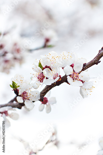 Apricot tree flowers. Spring white flowers on a tree branch. 