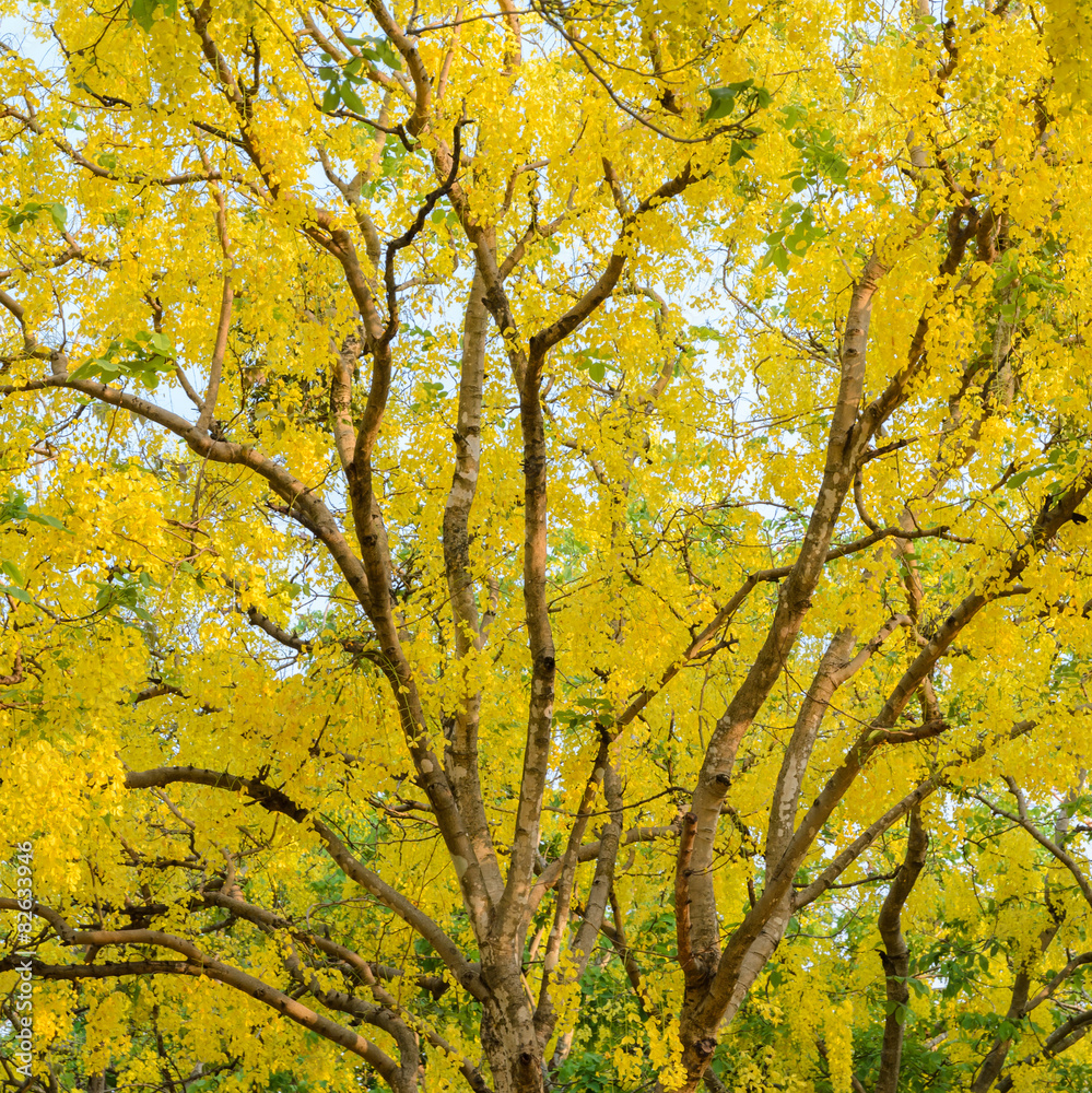 Cassia fistula or golden shower tree Cassia fistula or golden shower tree