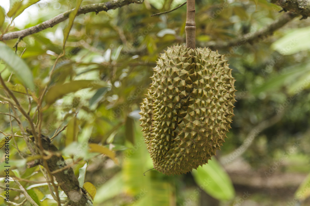 Durian on tree Durian on tree