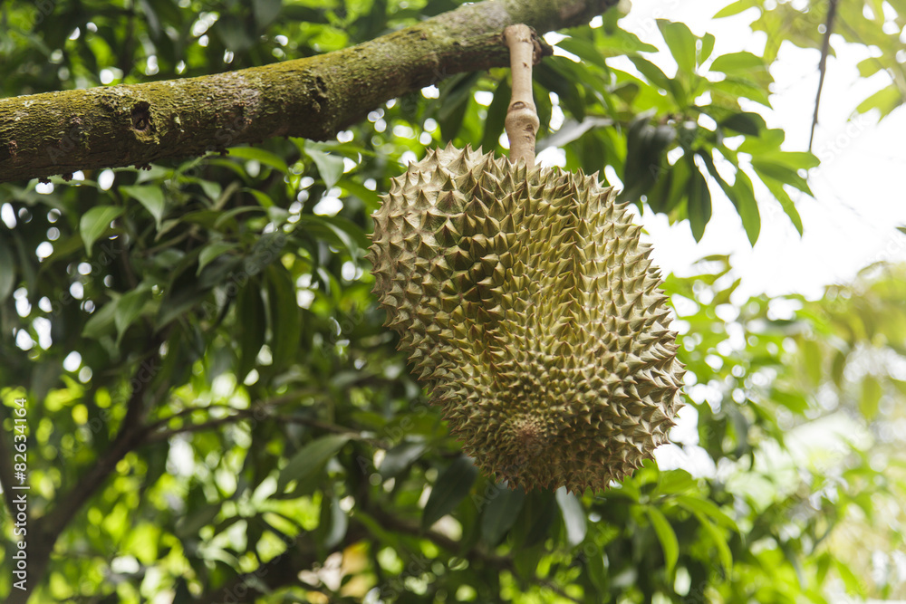 Durian on tree Durian on tree