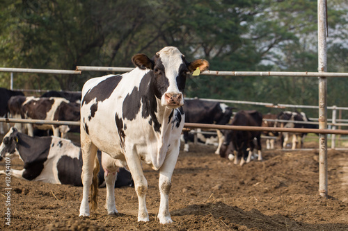 cows in a farm