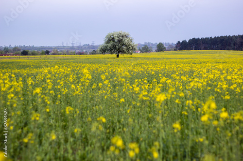 flowered tree in green grass and yellow flowers at summer field