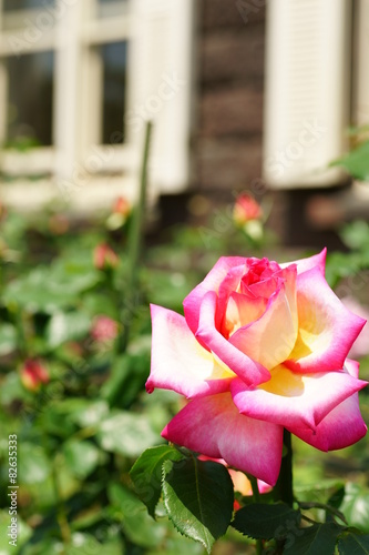 Obraz na płótnie バラの花 w salonie
