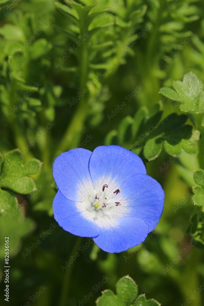 ネモフィラ インシグニスブルー Nemophila Menziesii Insignis Blue Stock Photo Adobe Stock