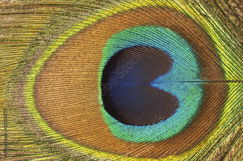 Peacock feather