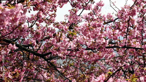 Wallpaper Mural Variation of blooming cherry blossoms in blue skies. Torontodigital.ca