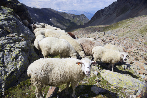 Mont Emilius, sheeps