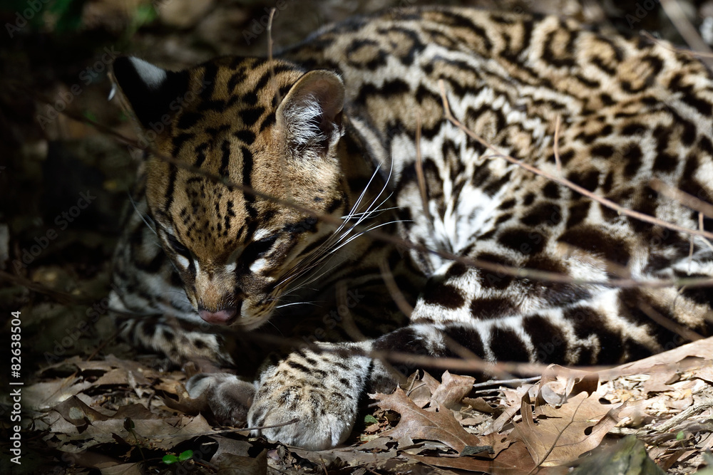 Fototapeta premium Ocelot