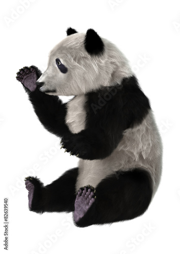 Fototapeta Naklejka Na Ścianę i Meble -  Polar Bear Cub
