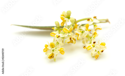 Fototapeta Naklejka Na Ścianę i Meble -  olive tree flowers