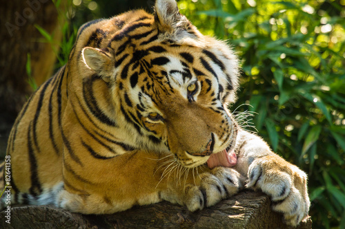 Canvastavla Sibirischer Tiger (Panthera tigris altaica)