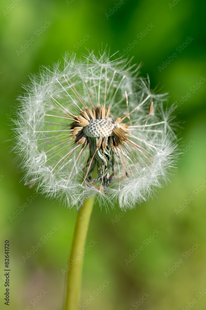 Fototapeta premium Dandelion closeup