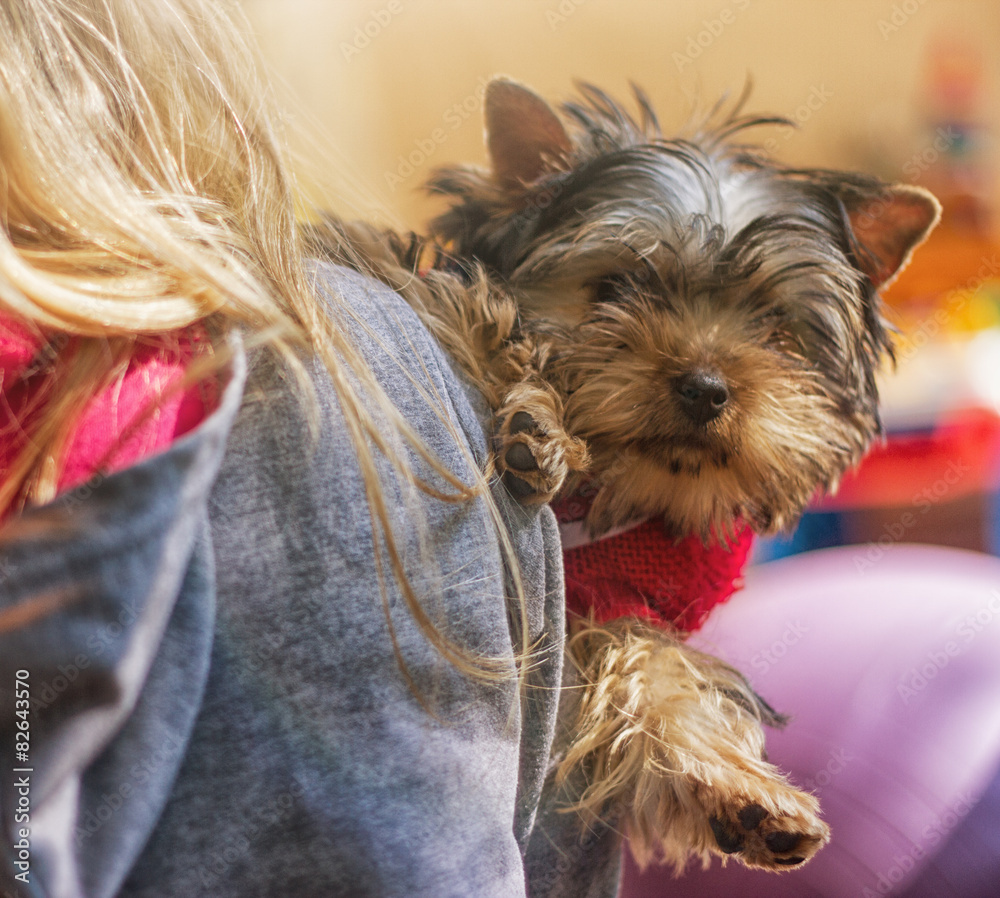 Girl child with a puppy Yorkshire Terrier Girl child with a puppy Yorkshire Terrier