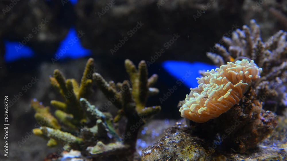 Coral reef Coral reef