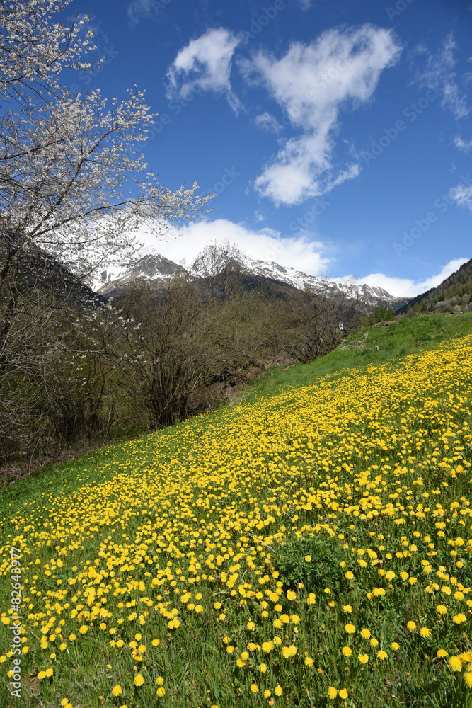 fiori gialli paesaggio panorama primavera