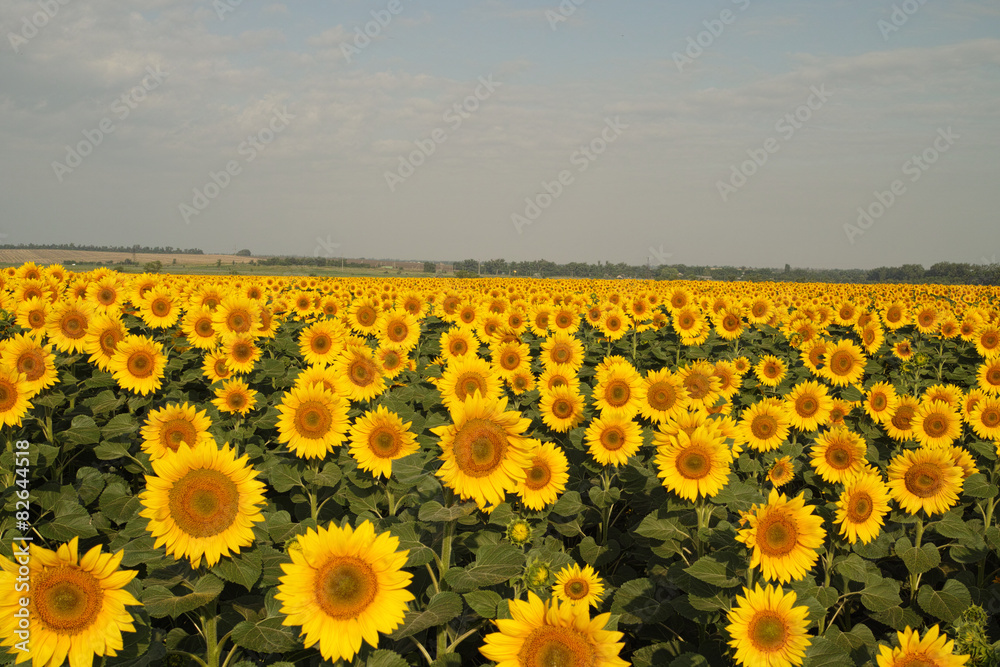 Fototapeta premium Field of sunflowers