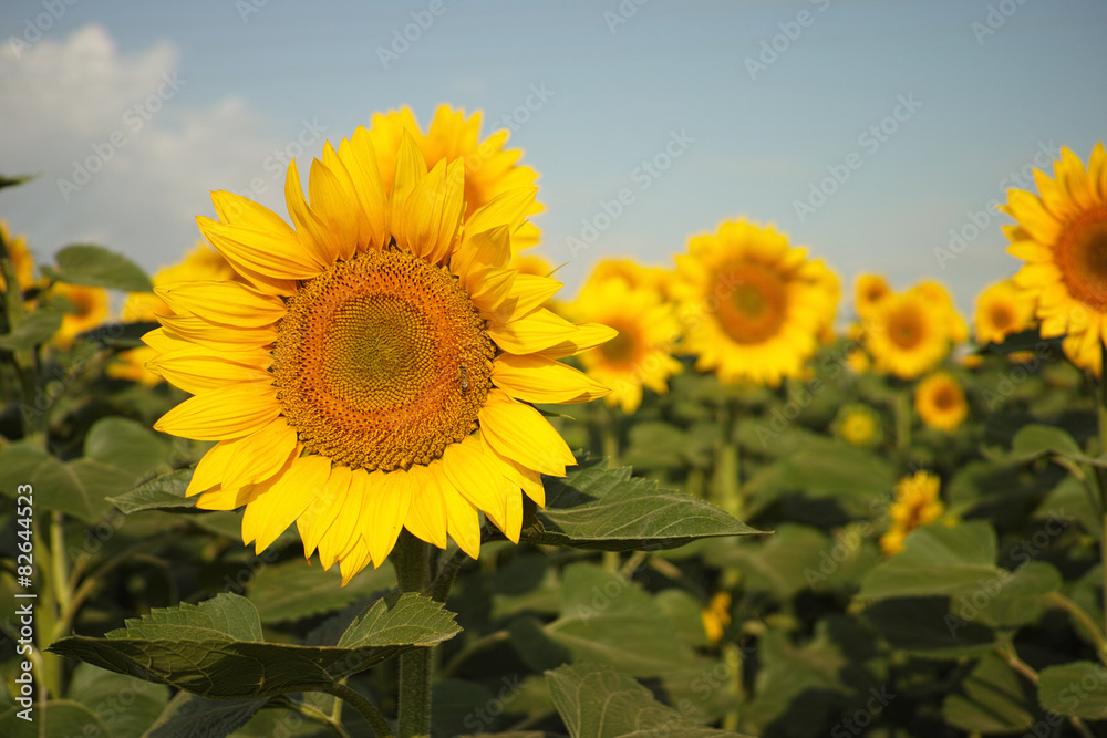 Fototapeta premium two sunflowers