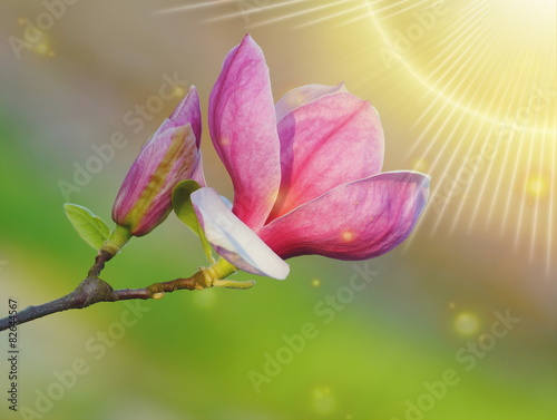 Magnolia soulangeana   Pink magnolia   Botanical Garden