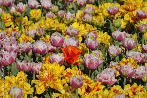 Colorful tulips in the garden Botanical 