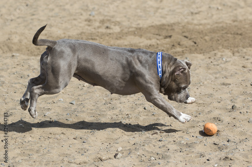 Dog in mid-air pouncing on a toy in the sand