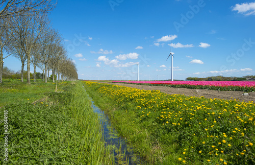 Fototapeta Naklejka Na Ścianę i Meble -  Pink tulips on a sunny field in spring