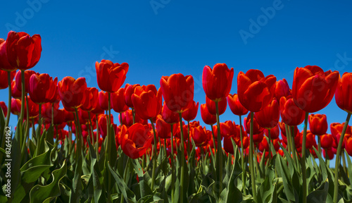Fototapeta Naklejka Na Ścianę i Meble -  Red tulips on a sunny field in spring