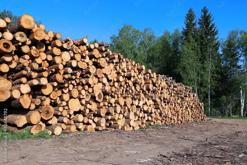 Harvesting timber logs