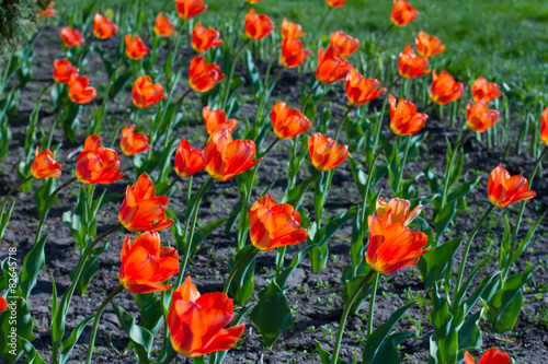 Orange tulips.