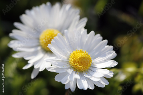 Chamomile Beautiful two white daisies on grass background