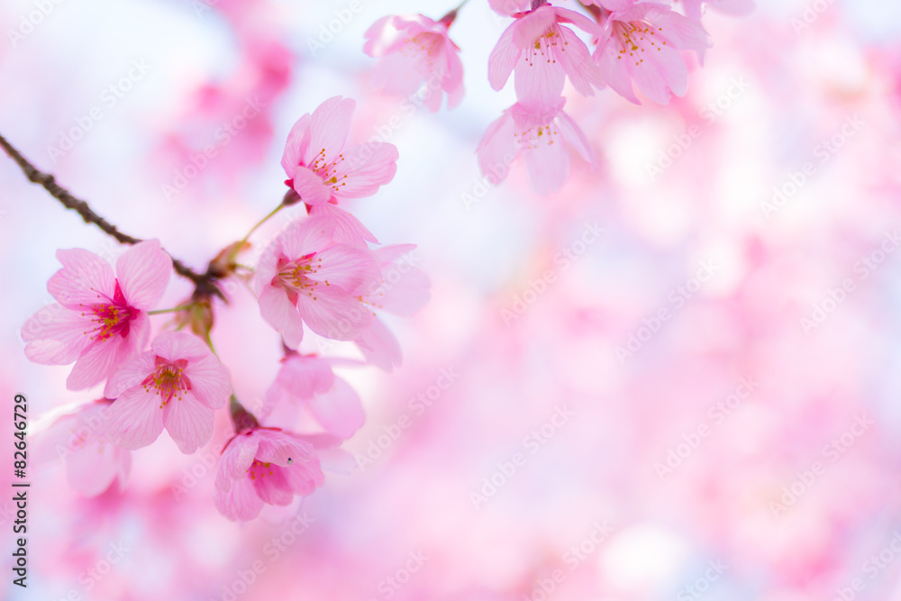 Obraz premium 陽光桜（ヨウコウザクラ）