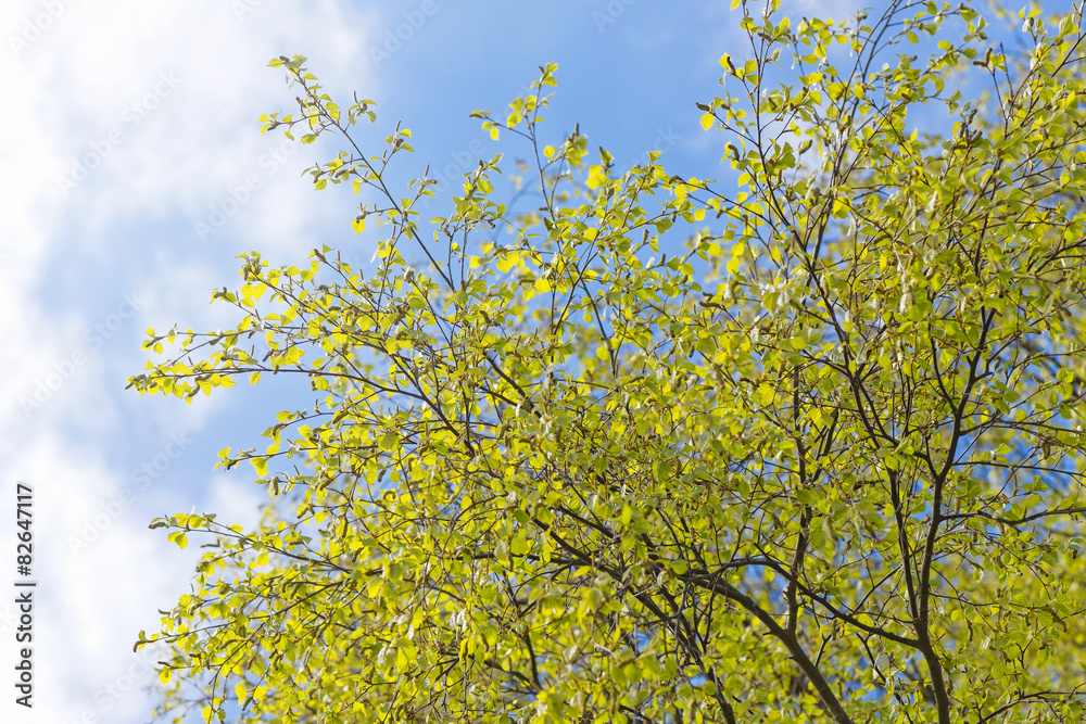 Spring birch branches and blue sky Spring birch branches and blue sky