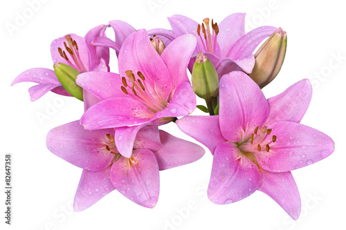 Fototapeta Naklejka Na Ścianę i Meble -  pink lilies on white background