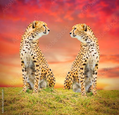 The Cheetah (Acinonyx jubatus) couple.