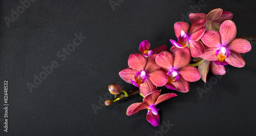 beautiful top down spa concept of twig red orchid flower  phalae